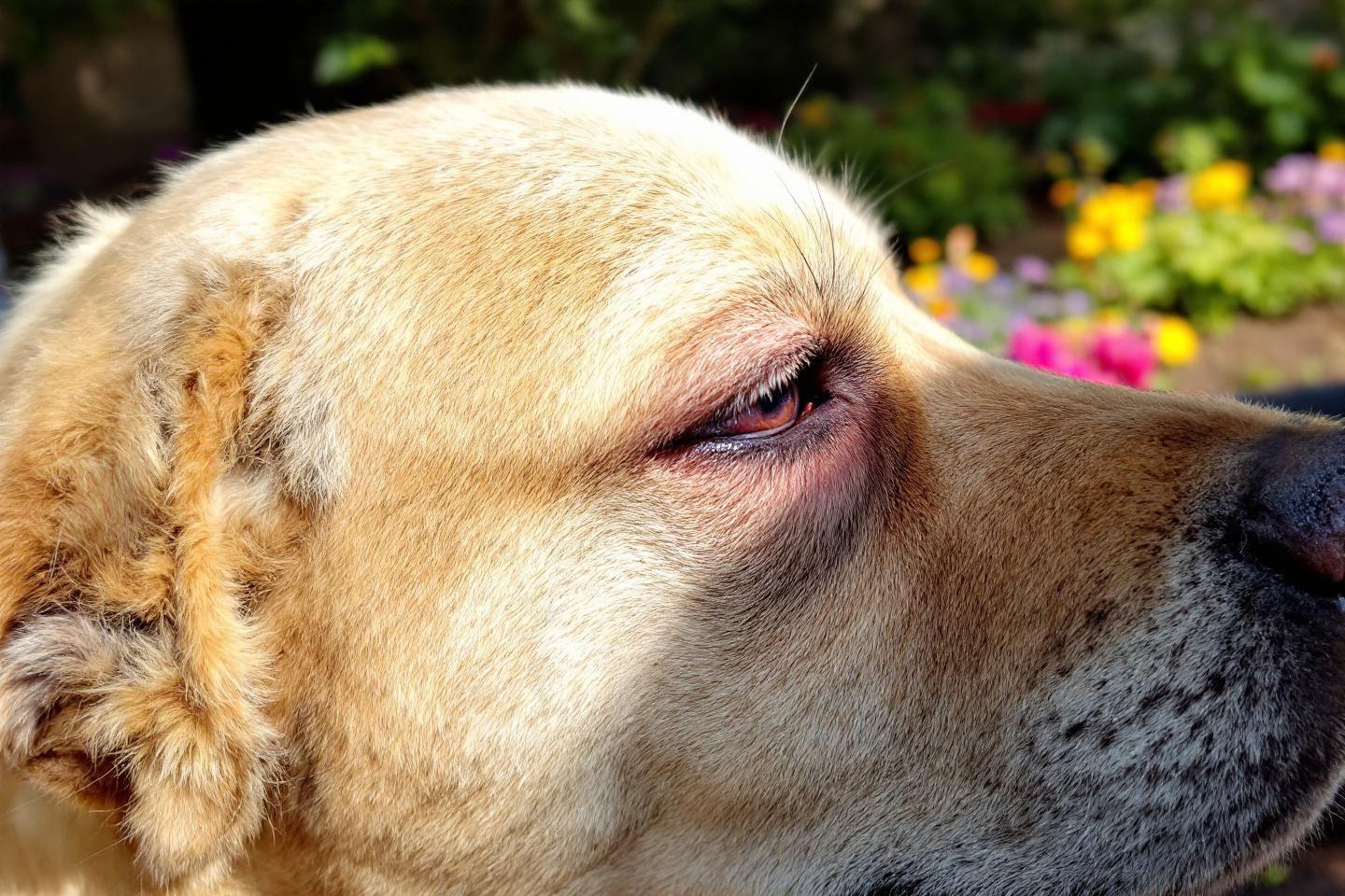 Conjonctivite chien traitement : causes, symptômes et solutions efficaces pour guérir votre animal